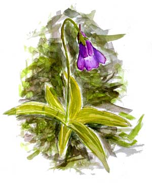 Butterwort