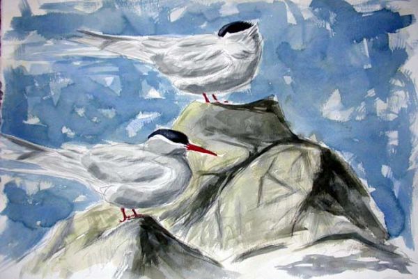 Arctic Terns