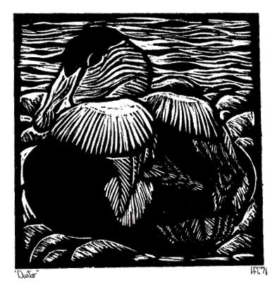 Eider