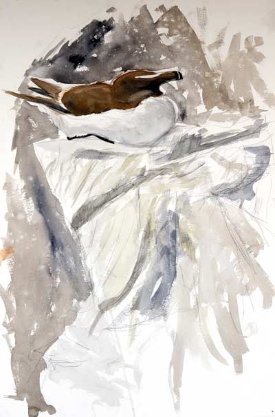 Razorbill