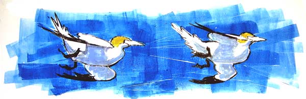 Hang gliding gannets
