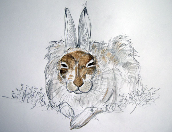 Mountain Hare