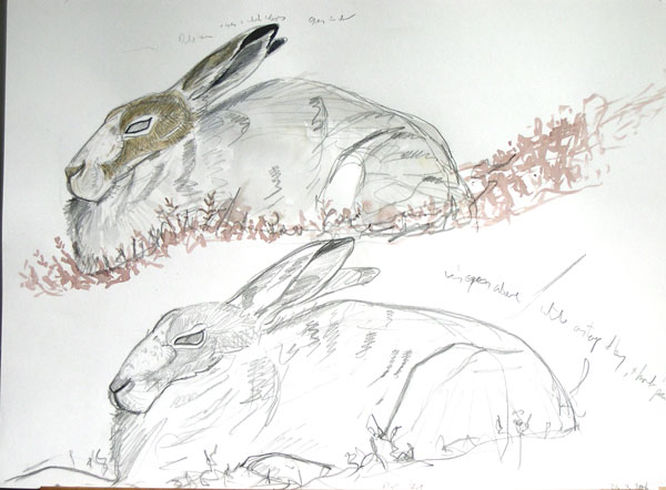 Mountain Hare studies