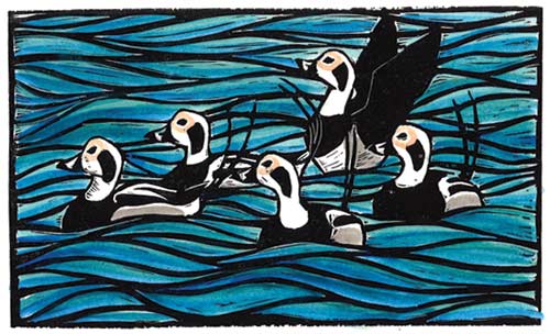 Long tailed ducks