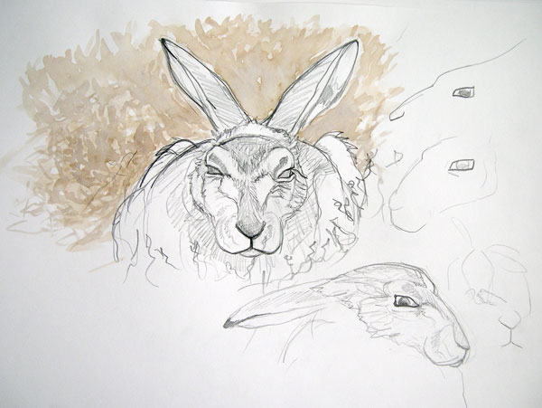 Mountain Hare