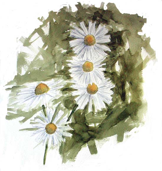 Sea Mayweed