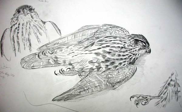 Study of a Dead Merlin