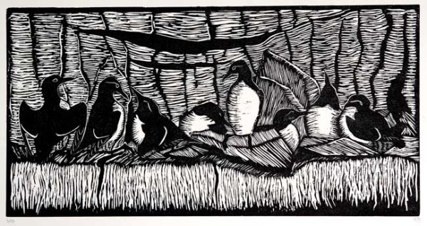 Guillemots