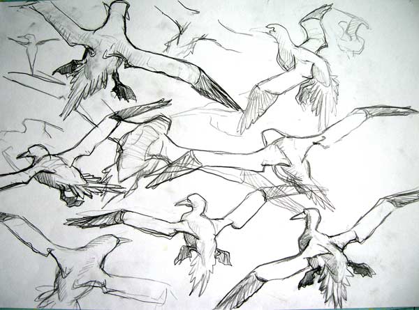 Gannet Studies