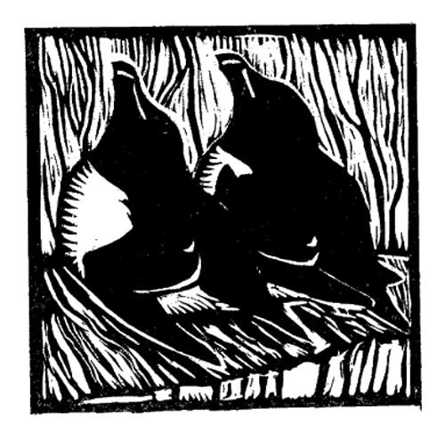 Razorbills