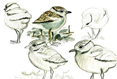 Studies of Ringed plover chicks