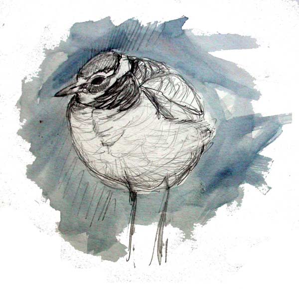Ringed plover chick