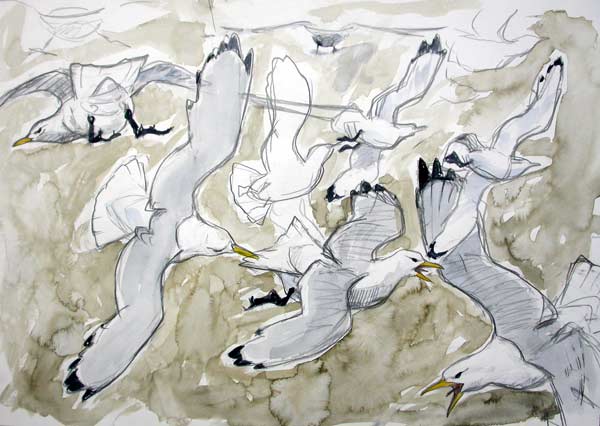 Kittiwakes
