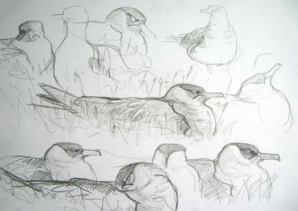 Arctic Skua studies