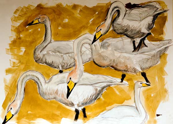 Whooper Swan studies