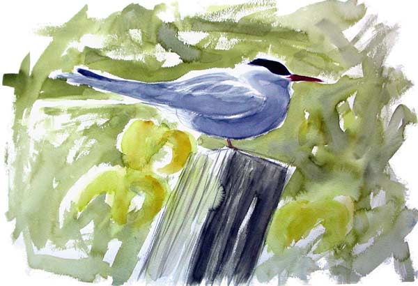 Arctic tern and Yellow Iris