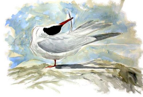 Common Tern preening