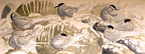 Arctic terns preening