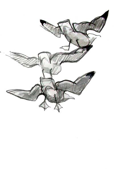 Kittiwakes