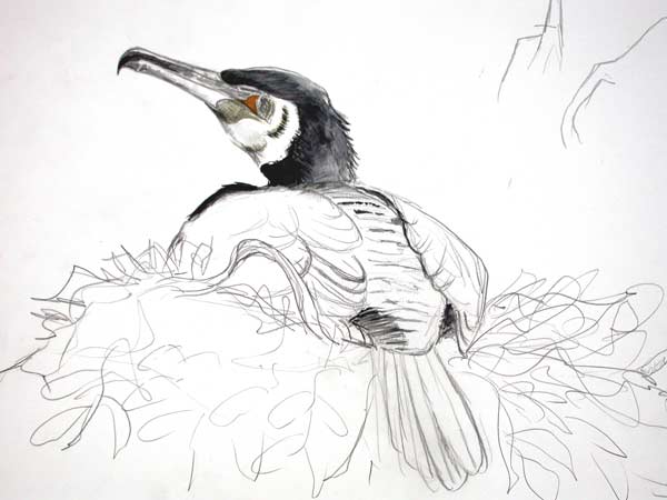 Cormorant 