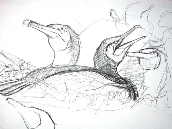 Cormorant studies