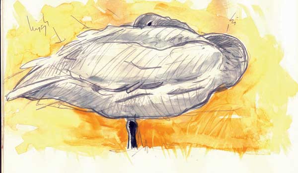 Whooper Swan
