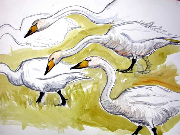 Whooper Swan studies