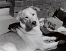 Molly