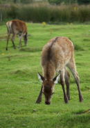Bambi?
