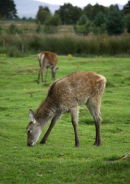 Young deer