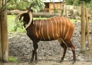 Bongo