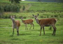 Red Deer