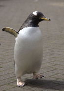Gentoo Penguin
