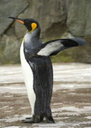 King Penguin
