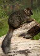 Red Ruffed Lemur