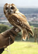 Owl with keeper