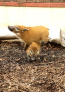 Leap Hog