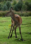Red Deer