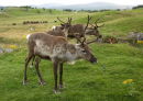 Reindeer