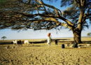 Young Goat Herder