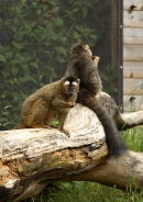 Red Ruffed Lemurs