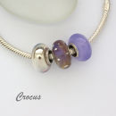 Crocus