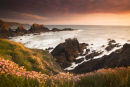 Wild flowers at sunset
