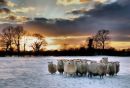 Sheep,Snow,Sunset.
