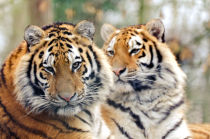 Tigers