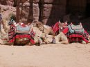 Resting Camels, Petra