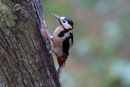 Greater Spotted Woodpecker