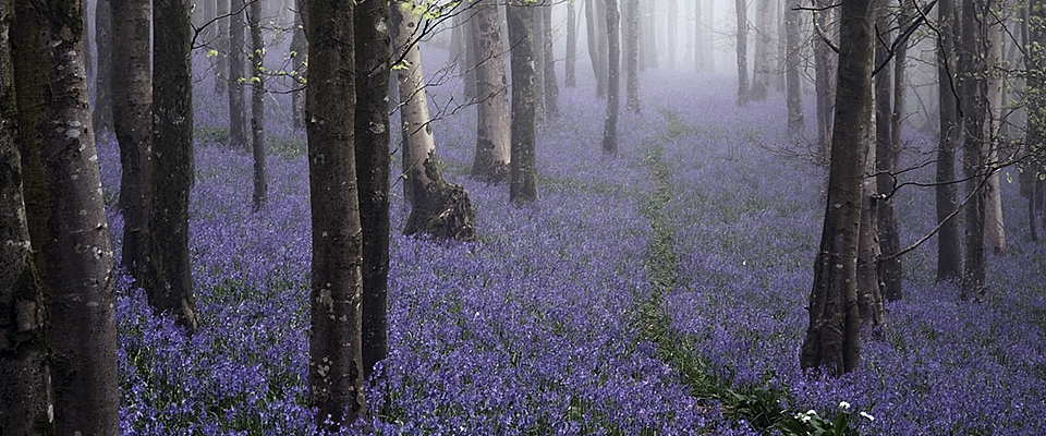 Bells in the Mist