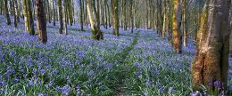 Bluebell Path