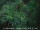 Fir tree 